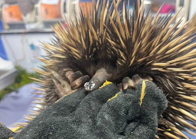 Short Beaked Echidna brought into RSPCA Wildlife Hospital